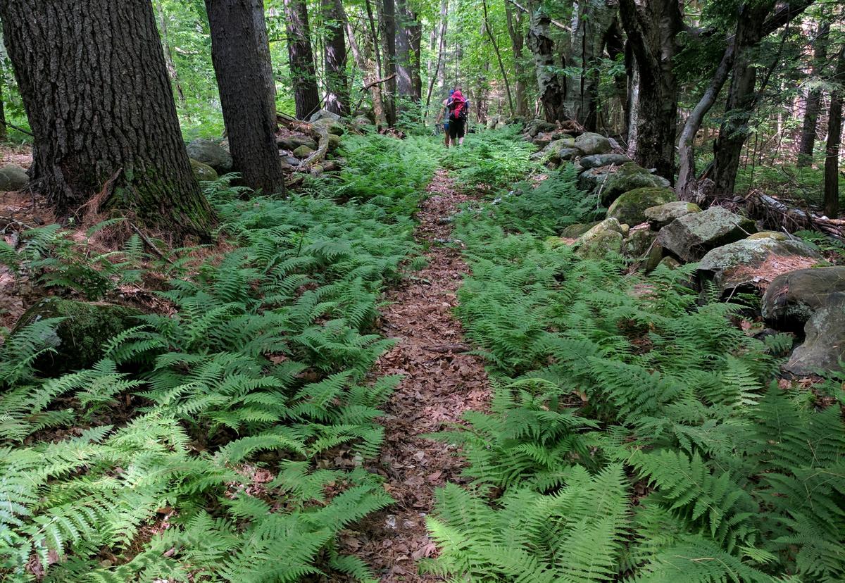 Ferns make the summer woods in Maine verdant and lush. Kineowatha Park, Wilton.