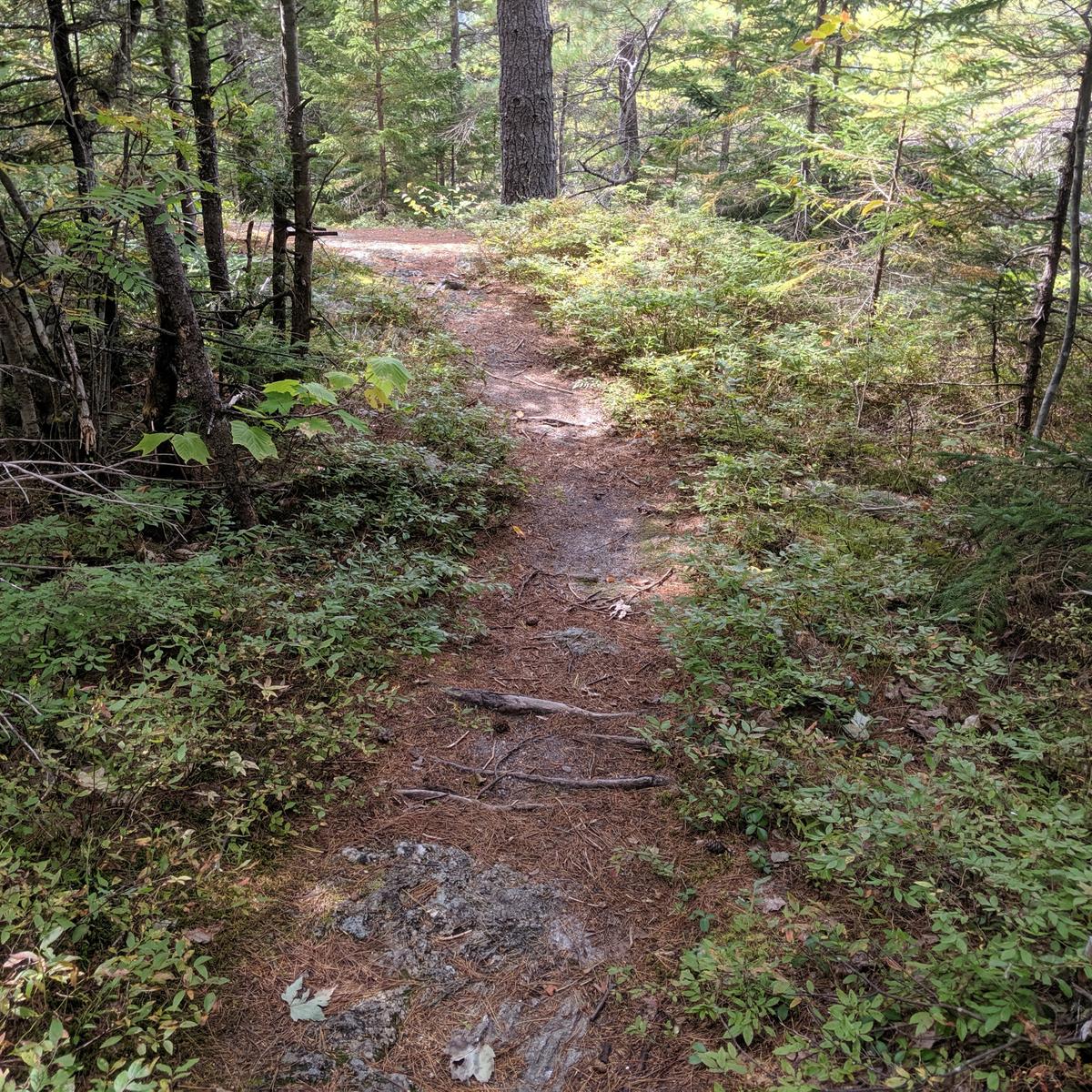 A narrow wooded trail