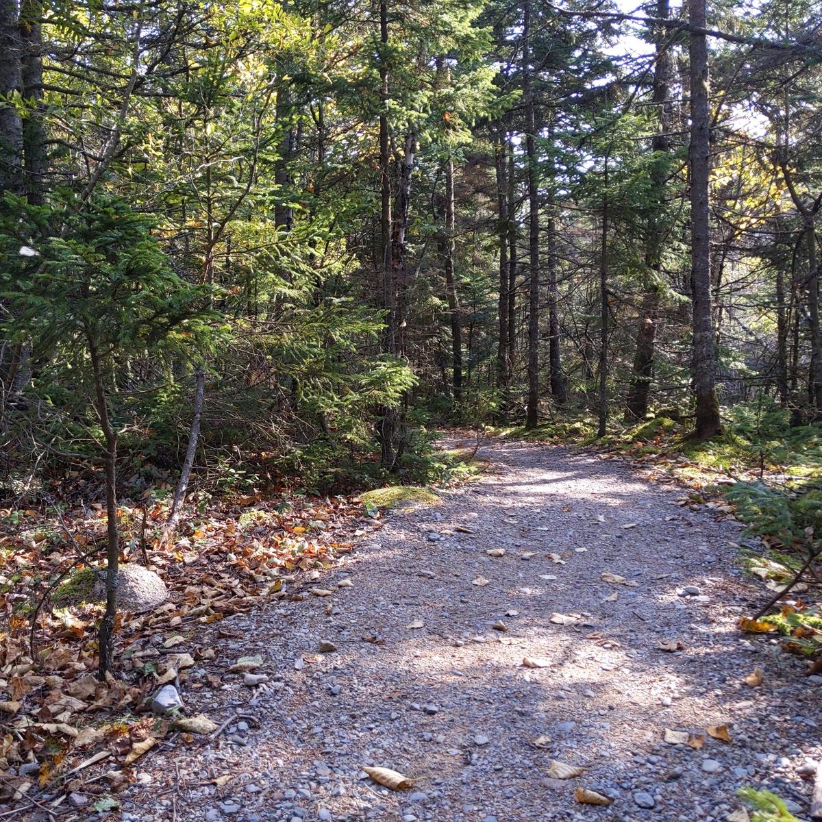 A gravel path through the woods