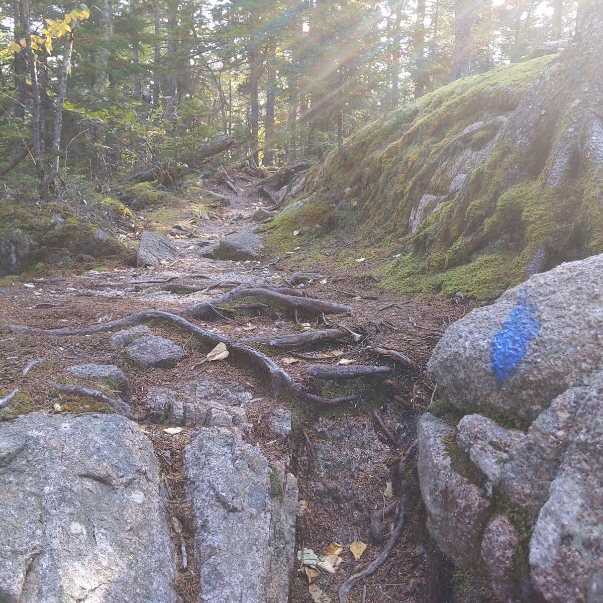 A rocky/rooty section of trail