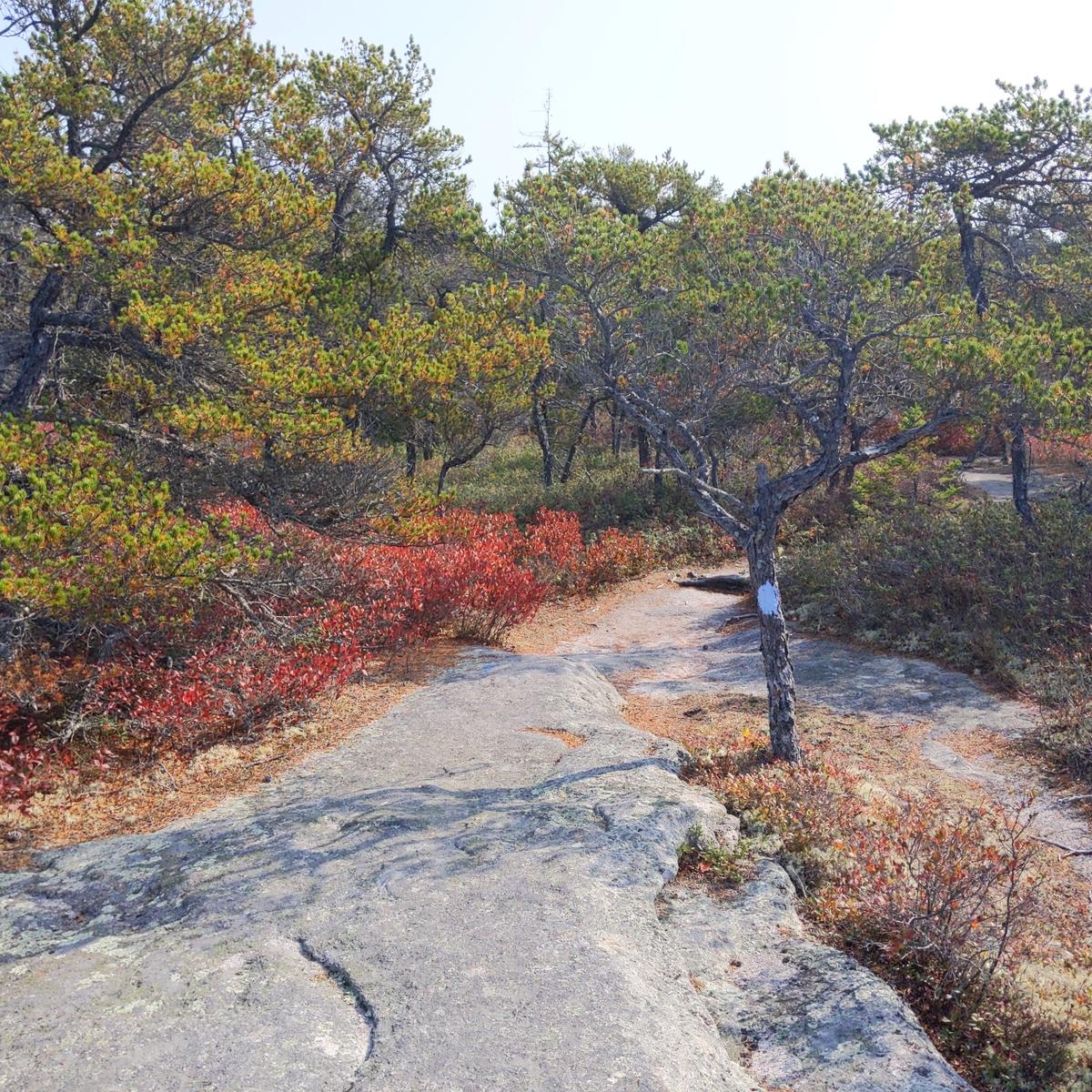 A trail on bedrock