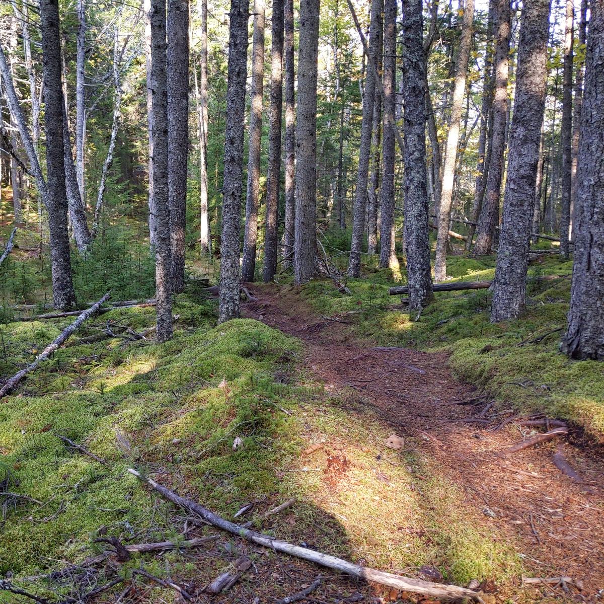 A narrow wooded path