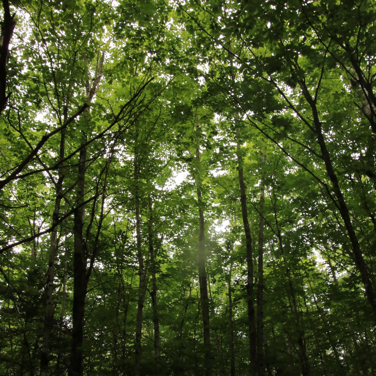 Lots of green at the nature preserve!