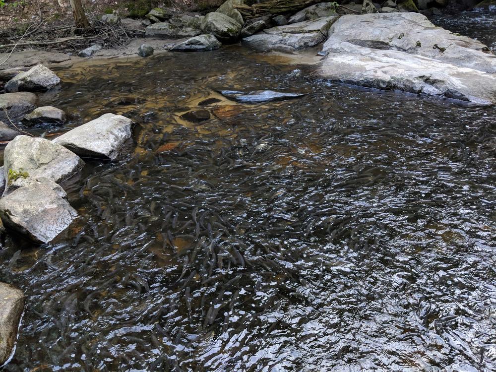 Alewives crowd together in a pool at the Mill Stream Preserve. (pc: Michael Hansen)