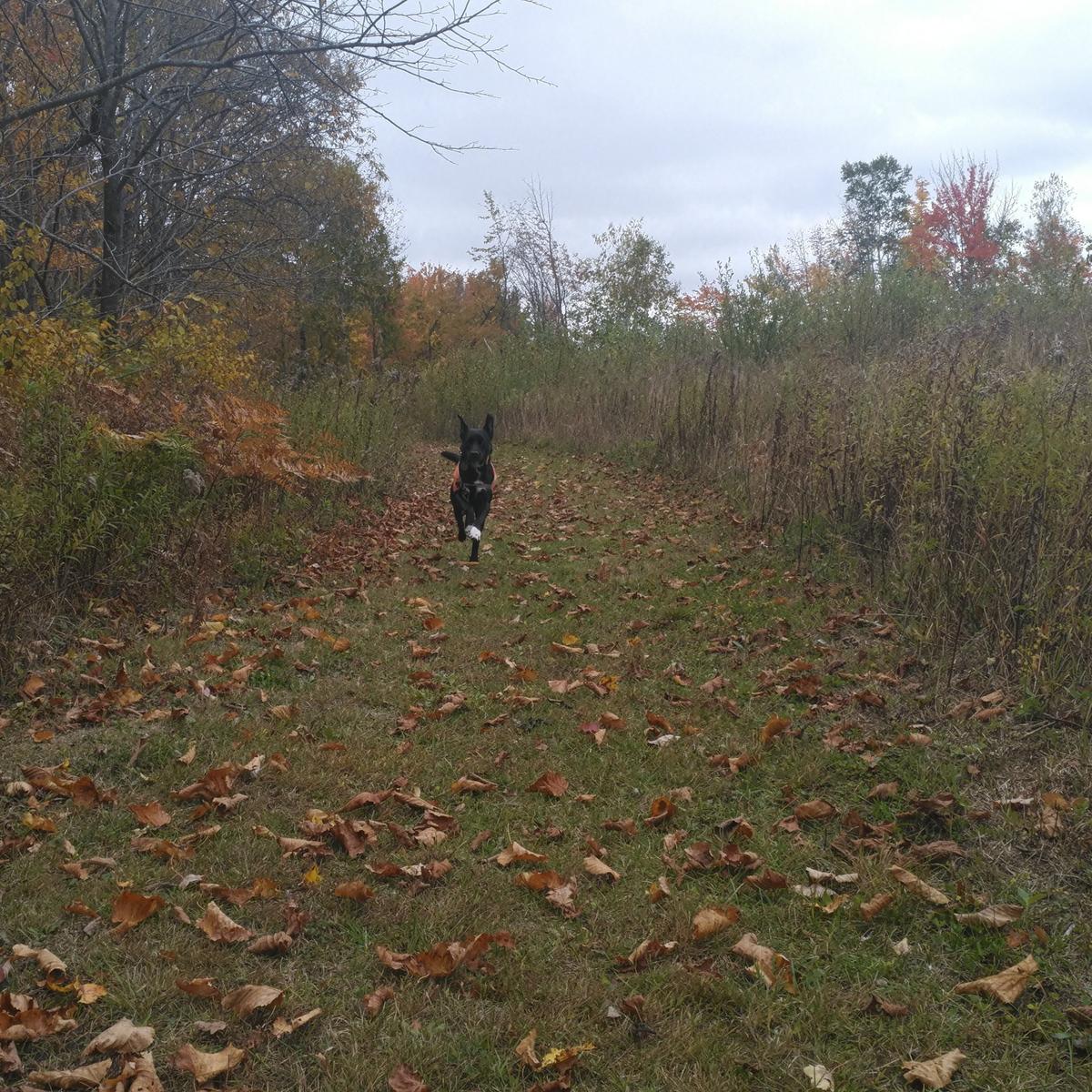 A wide grassy path