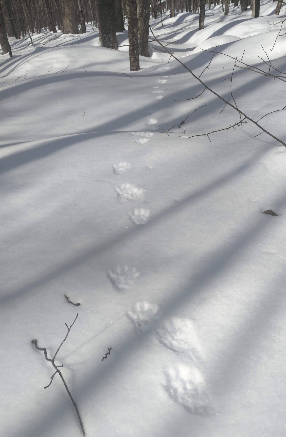 Fisher tracks through the snow.