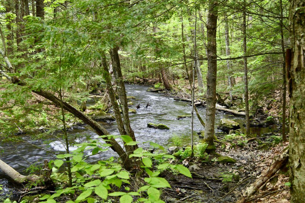 The stream along Seaward's Mill Trail (pc: Laura Jones)