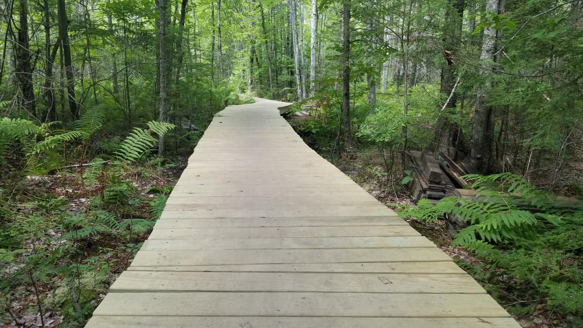 Boardwalk that was constructed by volunteers.