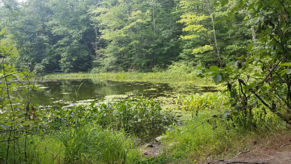 Pond along the Tow Path.