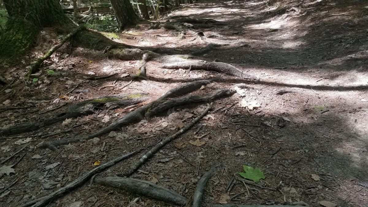 Roots on the tow path.