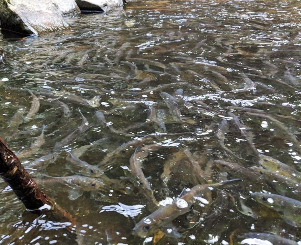 Alewives are thick as can be as they make their way up Mill Brook at the Mill Brook Preserve in Westbrook. (pc: Michael Hanson)