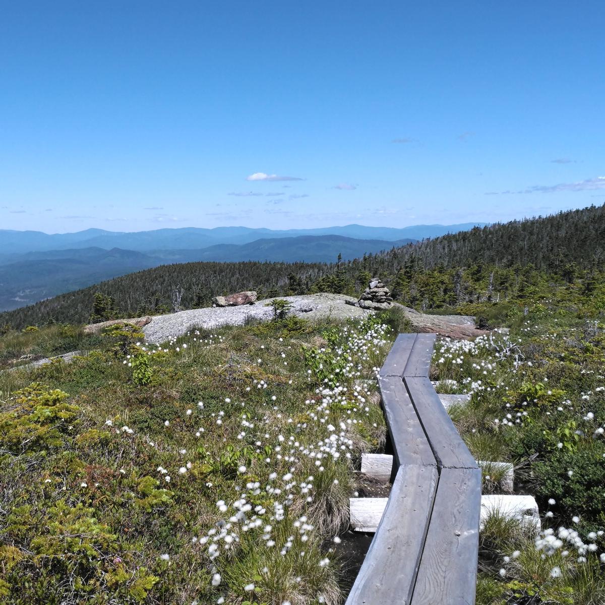 A bog bridge two boards wide goes across an alpine bog