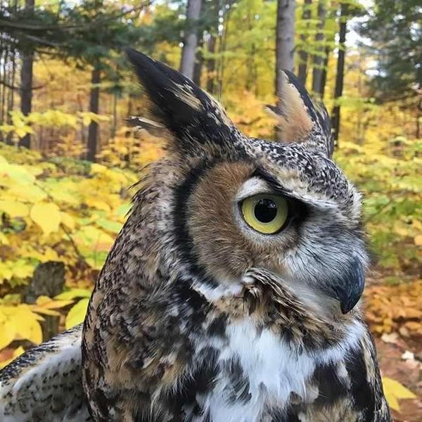 Halloween in Nature with Center for Wildlife at Mt. A!