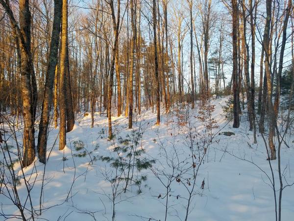 Winter Wildlife Tracks