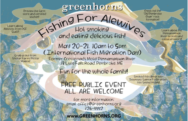 Alewife Smoking Event with Downeast Salmon Federation
