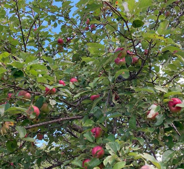 Oak Point Farm Heritage Orchard Walking Tour
