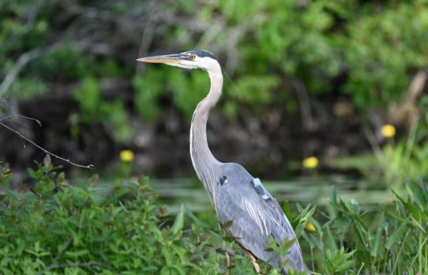 Monitoring Maine's Great Blue Herons Beyond State Lines