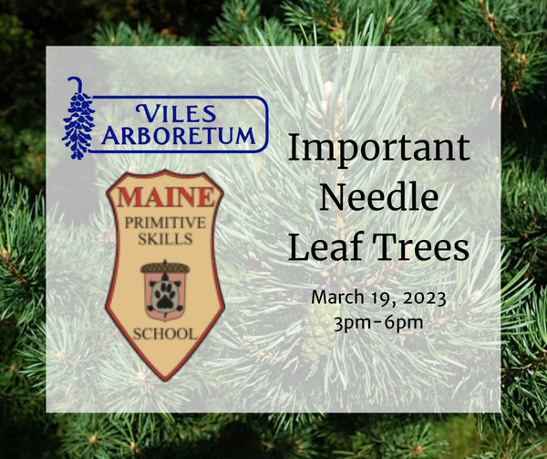 Important Needle Leaf Trees