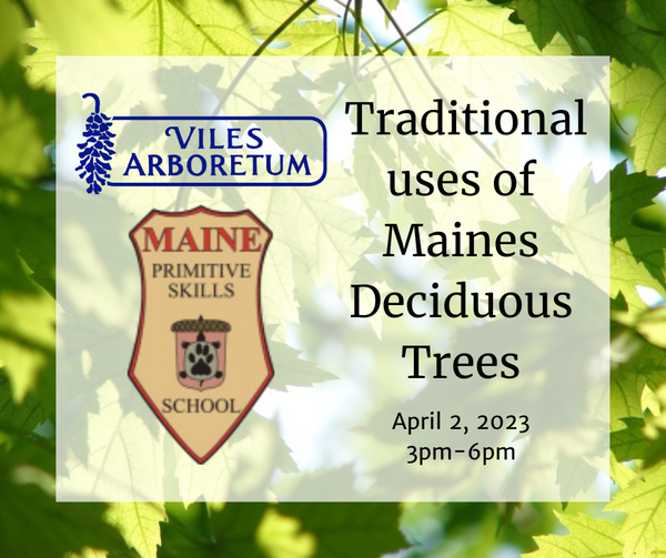 Traditional Uses of Maines Deciduous Trees