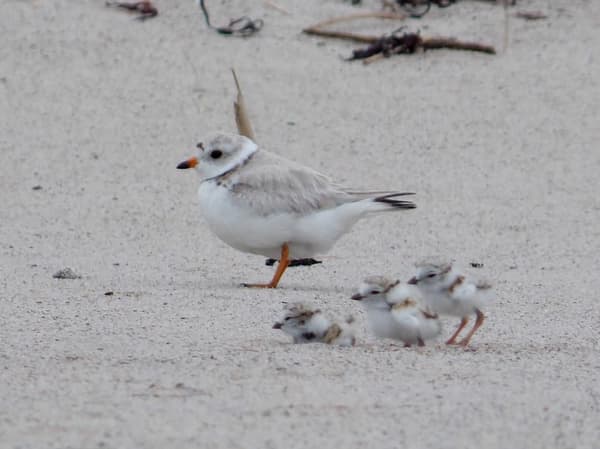 Piping Plover Beach Walk and Talk