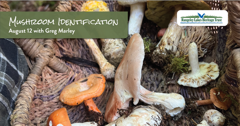 Mushroom identification guide northeast