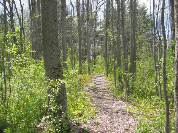 Explore ALT Nature Walk: Sherwood Forest Conservation Area