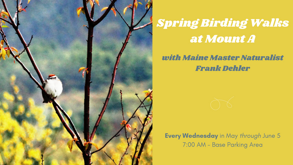 Spring Birding Walks at Mount Agamenticus