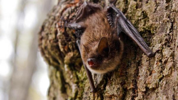 Educational Webinar: Bats of Coastal Downeast Maine