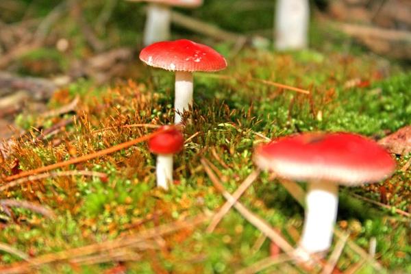 Mushroom or Toadstool? Introduction to the World of Macrofungi
