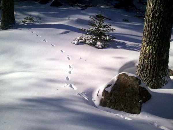 Animal Tracking on Snowshoes at Wolfe's Neck Woods State Park