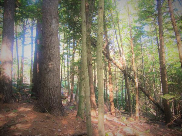 Explore ALT Nature Walk: Spruce Mountain Conservation Area