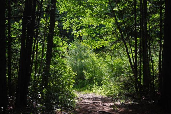 Woodland Climate Change Presentation