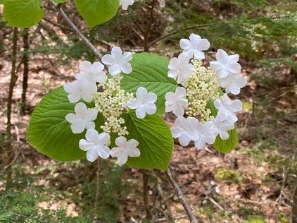 Nature Walk: What’s Springing Up on the Preserve? (Part 2)