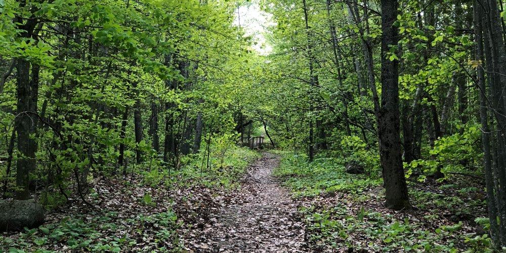 Essex Woods in Summer, Photo credit David Pena