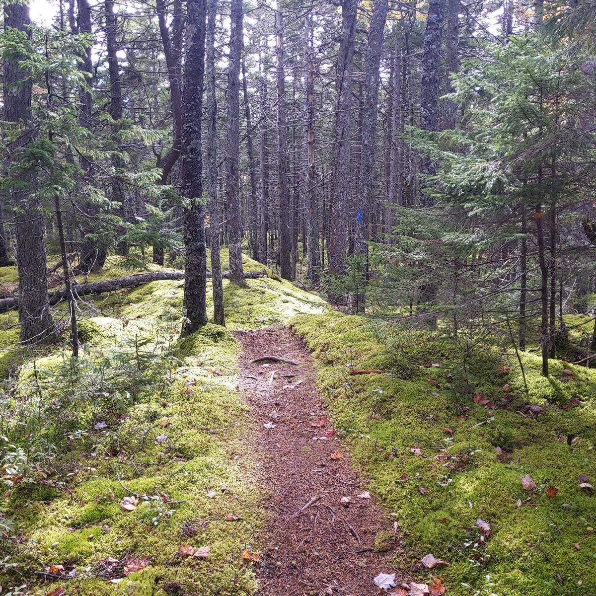 A narrow trail with leaf litter travels through a spruce forest