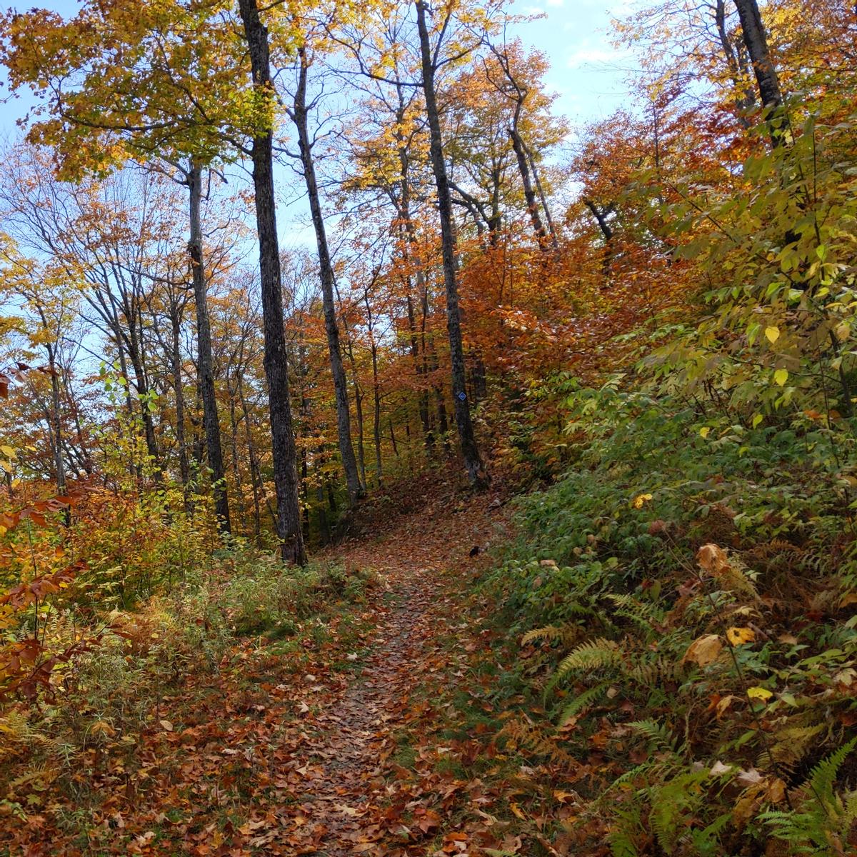 A narrow trail is covered in colorful leaves