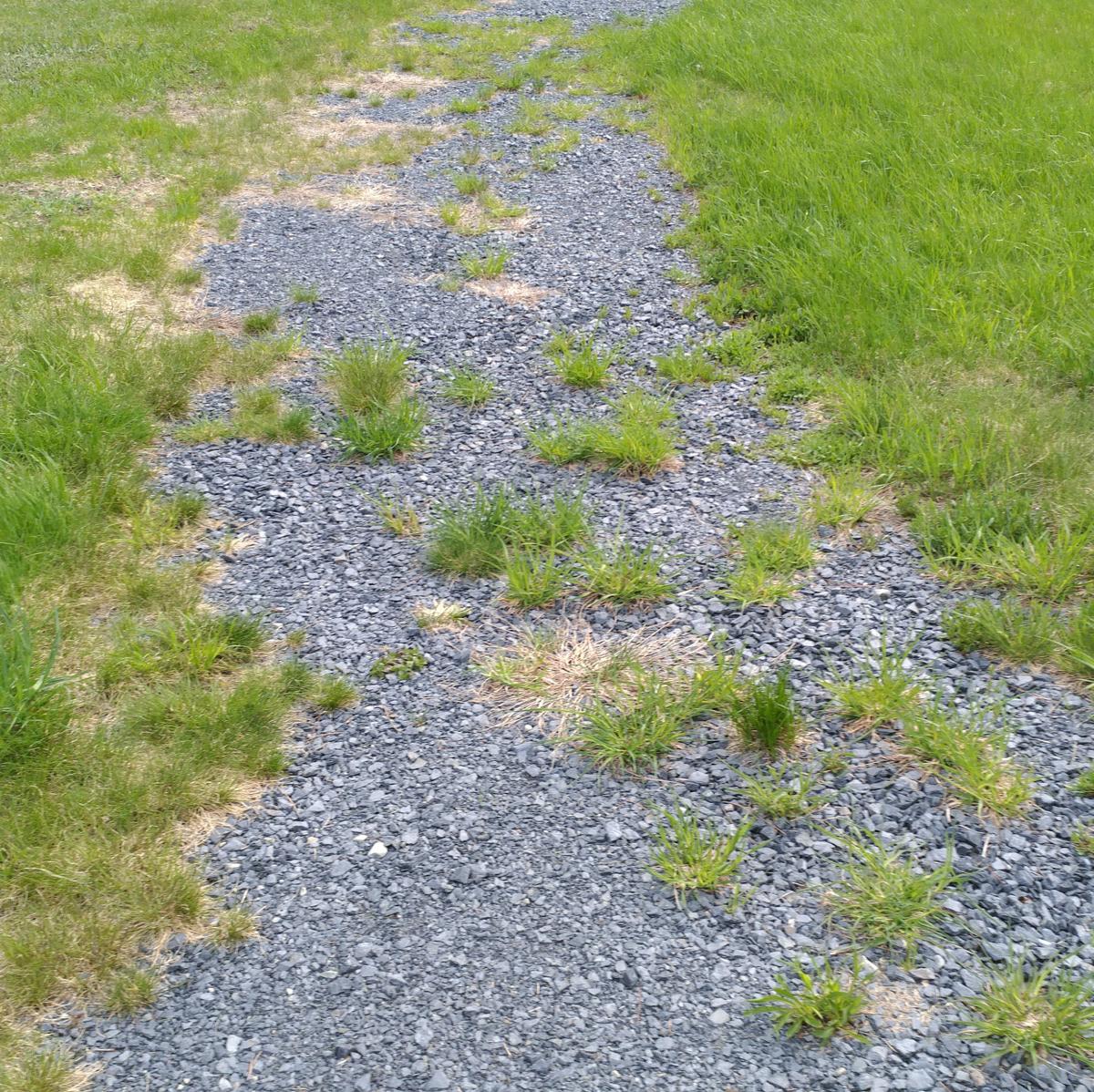 Gravel surface with grass encroachment