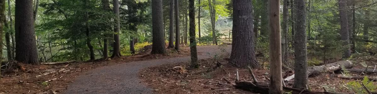 A gravel path winds through a pine forest