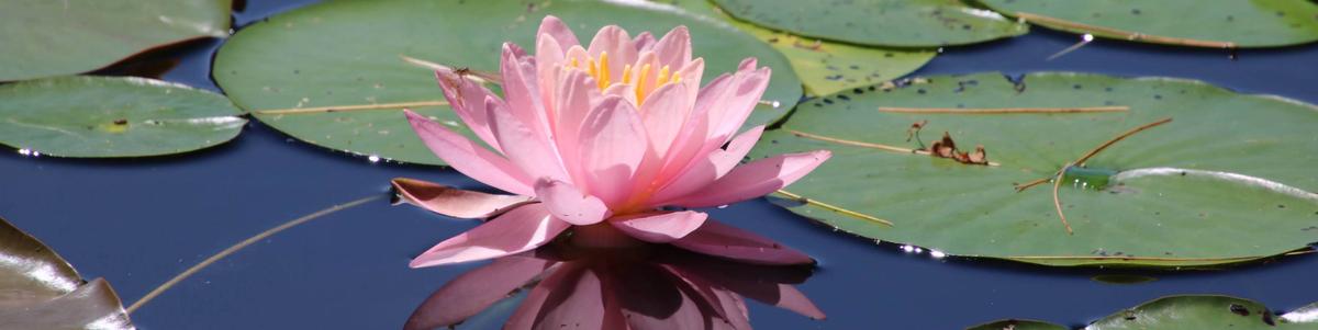 A pink water lily and its reflection
