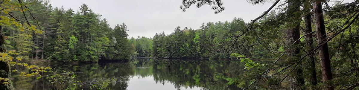 Trees reflect on a calm pond on a cloudy, still day.
