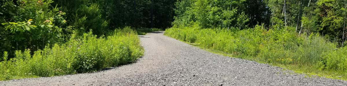 A wide gravel path winds through the woods
