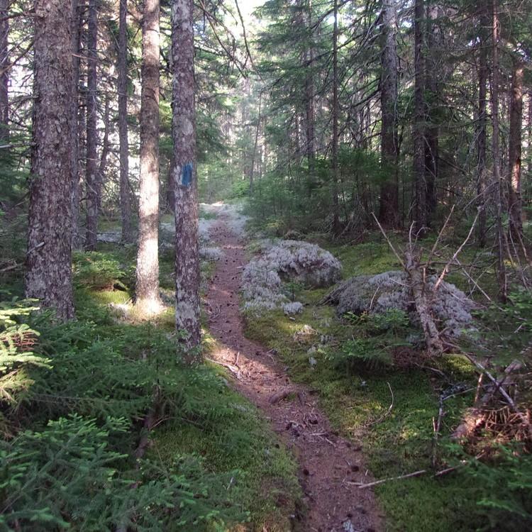 A narrow wooded trail
