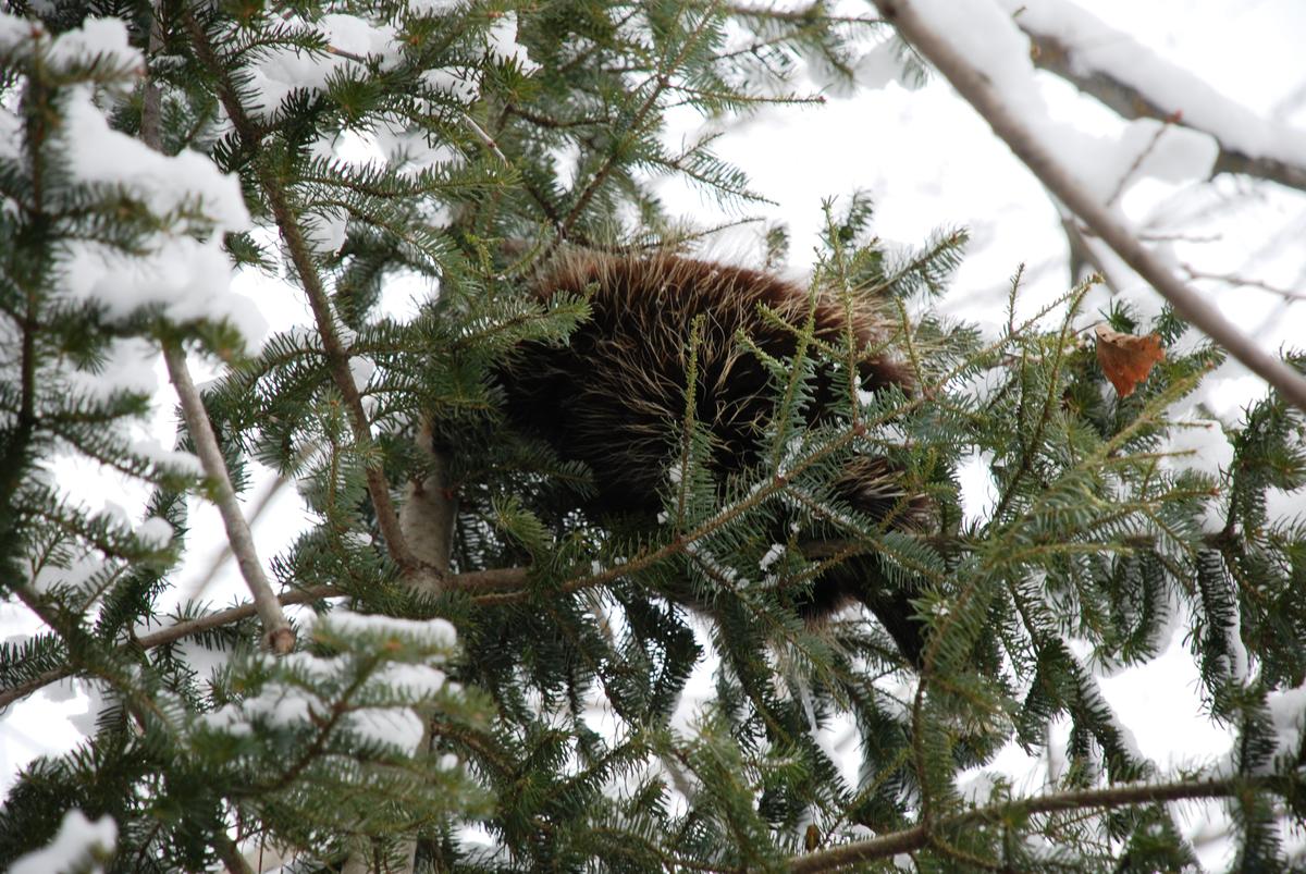 Sometimes its hard to tell where the animal starts and the tree ends! Photo credit: Jean Polfus