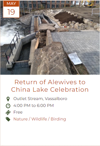 Return of Alewives to China Lake Celebration Link