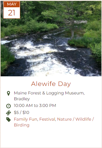 Alewife Day at Maine Forest and Logging Museum