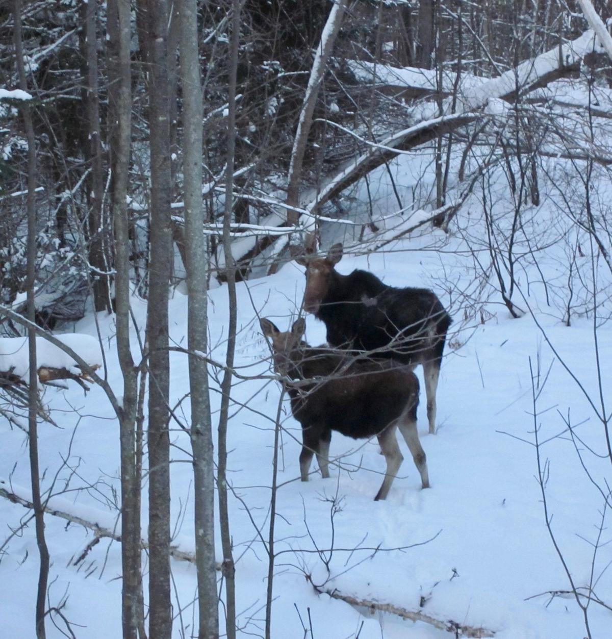 Moose look back after crossing Route 26. Photo credit: Toni Polfus