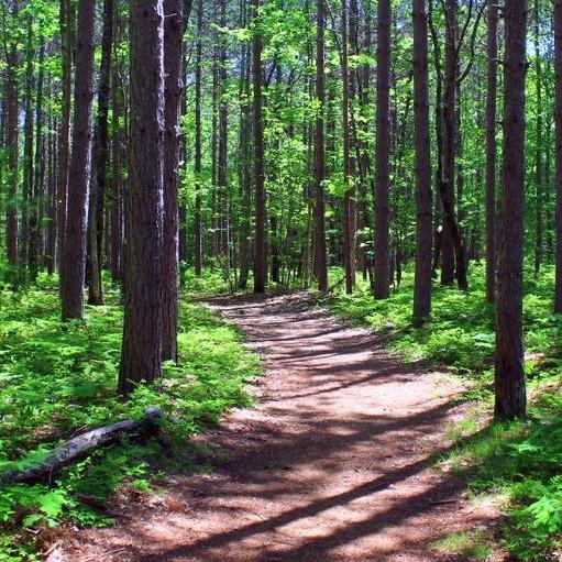 A wide woodland path