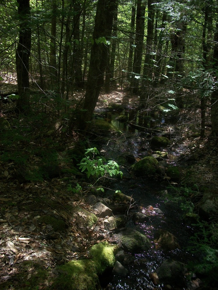 small stream that runs through the area