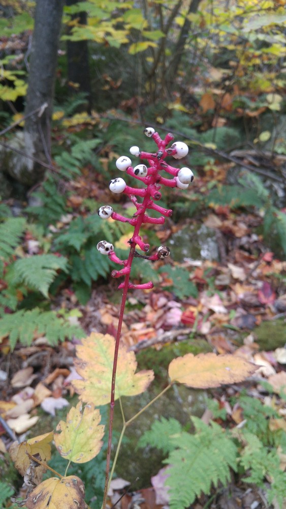 Actaea pachypoda, or white baneberry/doll's-eyes (toxic - don't eat!) (Credit: Gabe Perkins)