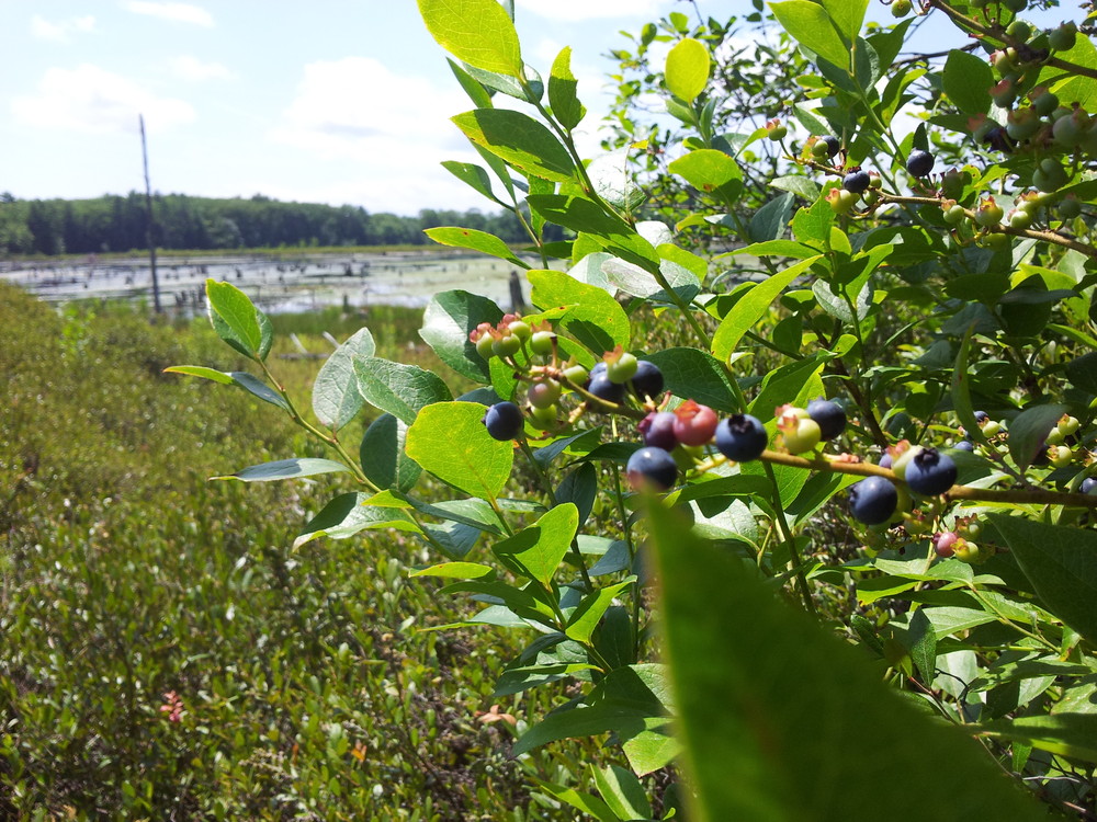 Berries along the pond's shore (Credit: Royal River Conservation Trust)